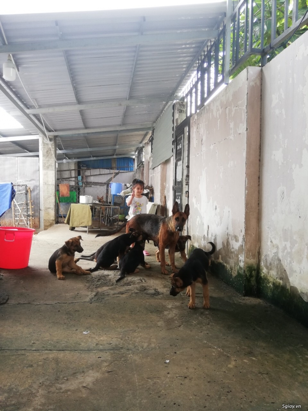 Đàn Becgie 3 tháng,ăn mạnh, chích 2 mũi, có sổ - 3