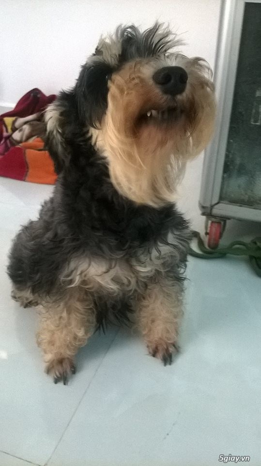 Bán chó Mini Schnauzer đã phối - 1