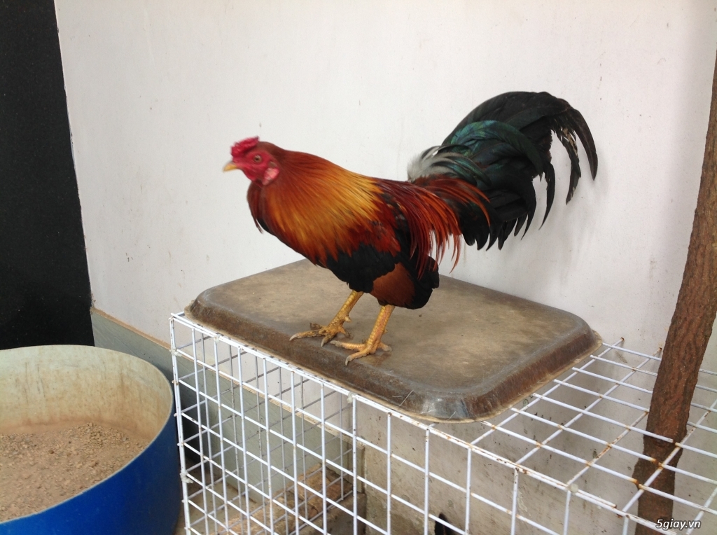 Gà lai đá liền ( Mỹ asil) - 4