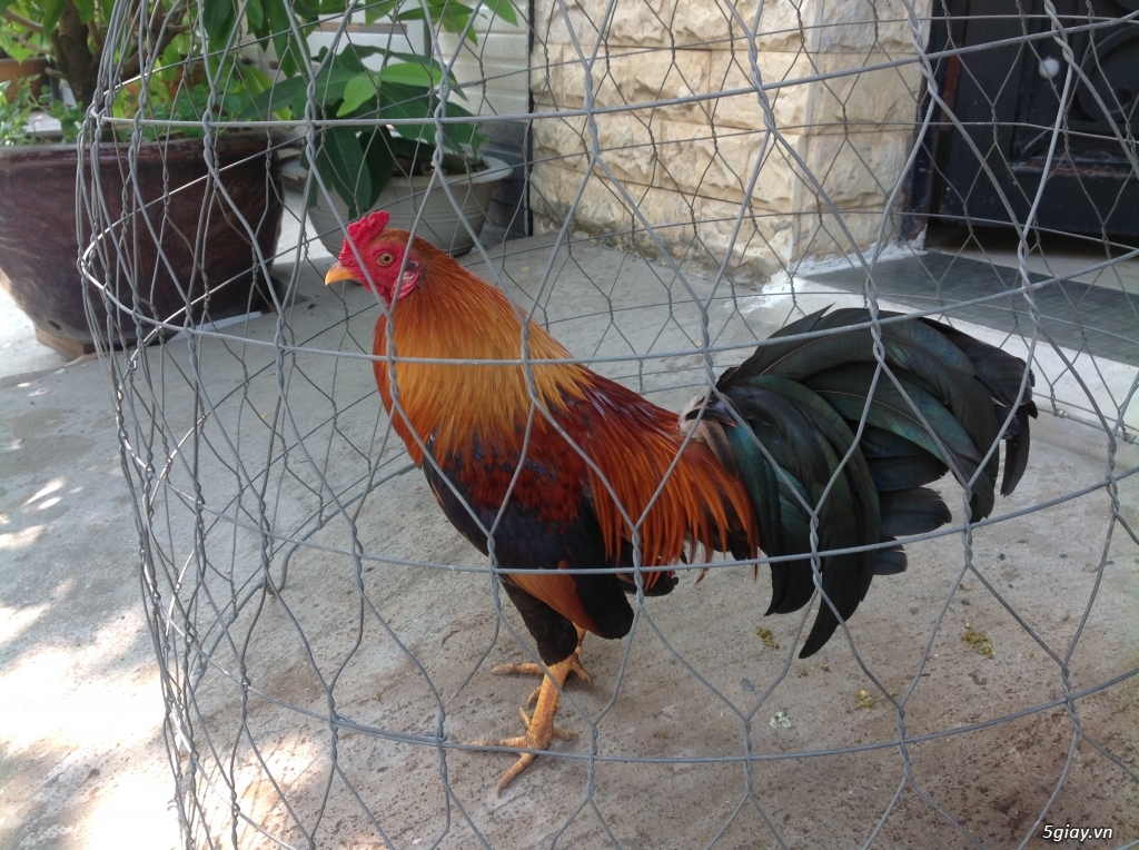 Gà lai đá liền ( Mỹ asil) - 3