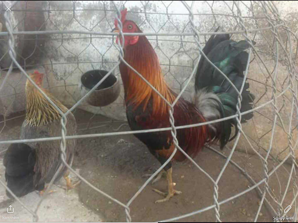 Gà lai đá liền ( Mỹ asil) - 1