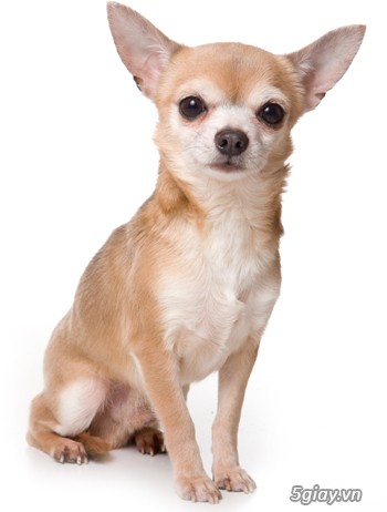 Bán chó Pug & Chihuahua (chó Phóc) ở Vũng Tàu - 2