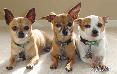 Bán chó Pug & Chihuahua (chó Phóc) ở Vũng Tàu