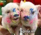 Việt - Hàn chiều nay - 2