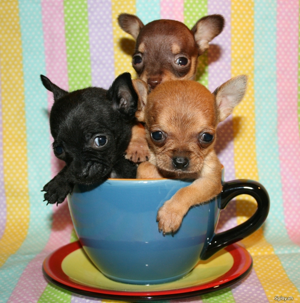 Bán chó Pug & Chihuahua (chó Phóc) ở Vũng Tàu - 4