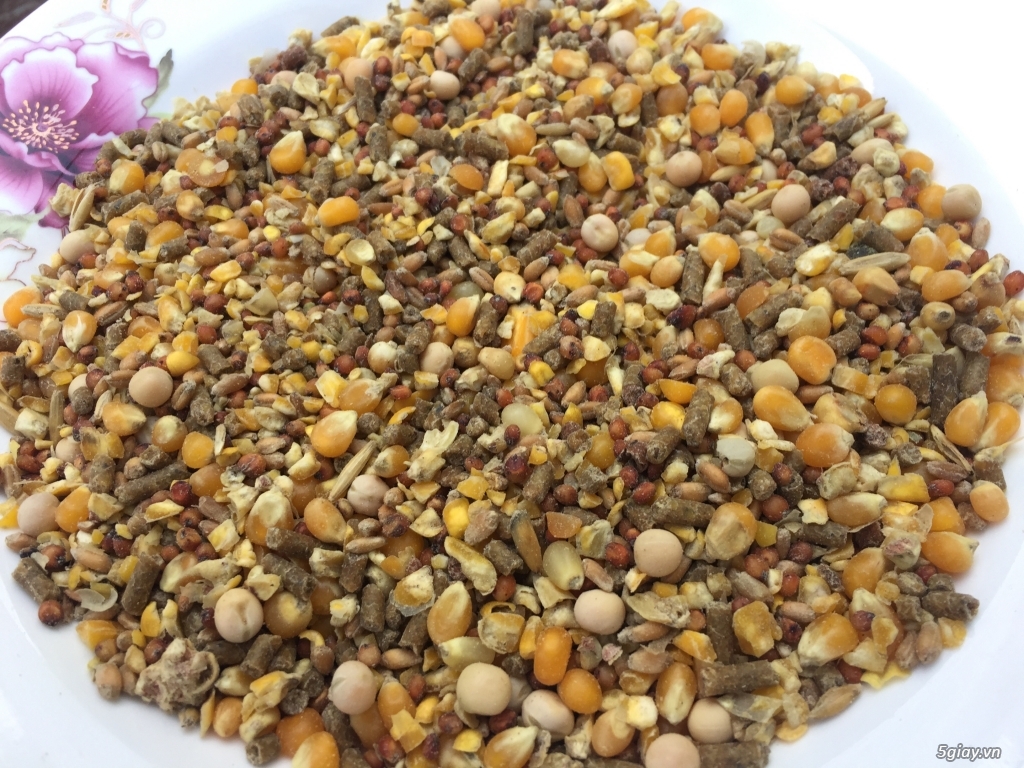 Ngũ cốc nhập cho gà đá - 1