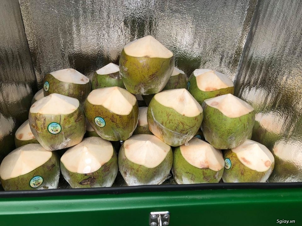 Dừa xiêm xanh chính gốc bến tre - 1