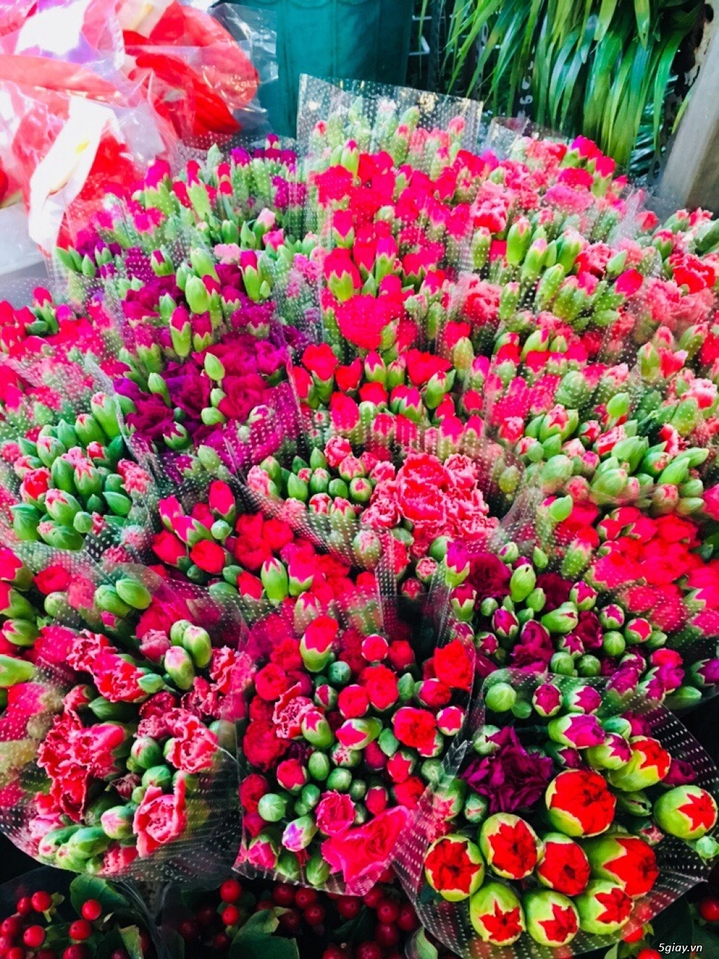 Cung Cấp Sỉ Và Lẻ Hoa Tươi Đà Lạt - 3
