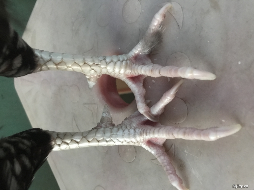 Gà bông lỏn lên