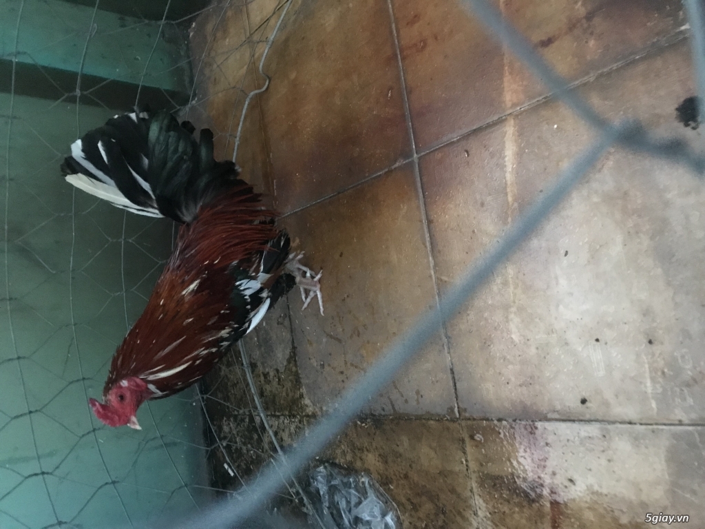 Gà bông lỏn lên - 3