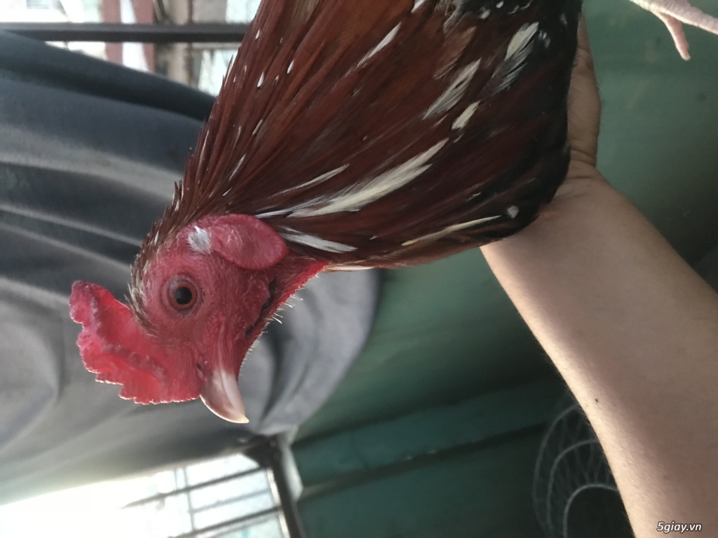 Gà bông lỏn lên - 1