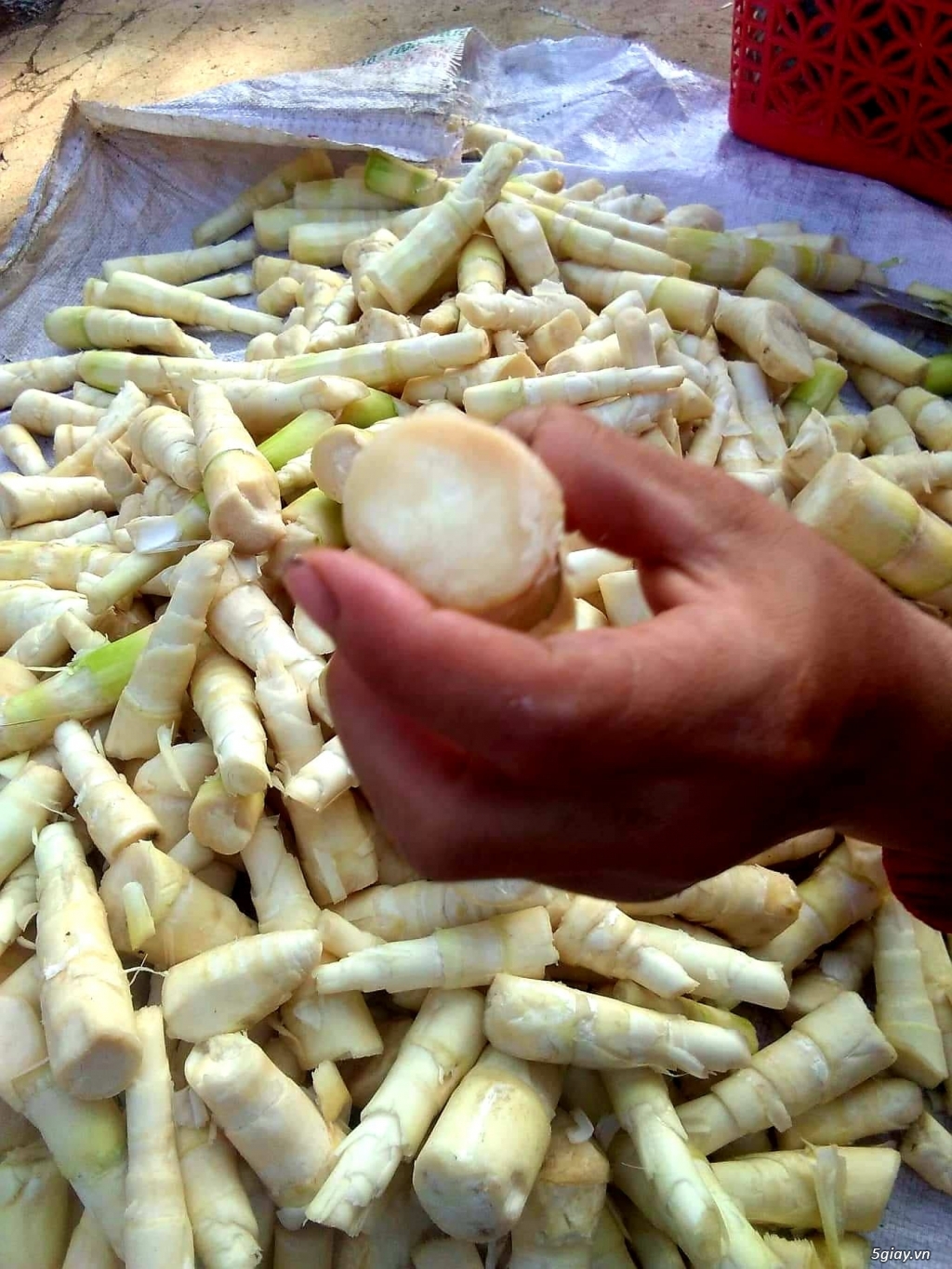 Măng le khô Tây Nguyên (rừng Daknong đã vào mùa) - 3