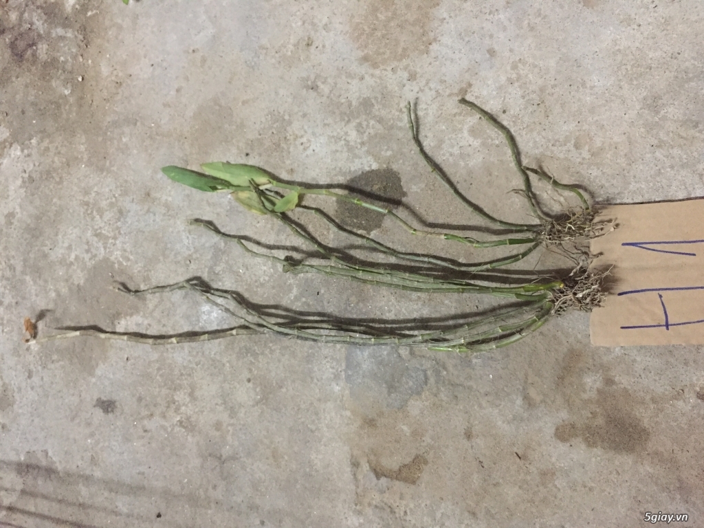 LAN RUNG GO VAP  ( Gia Hac nhieu vung cho anh chi em suu tam ) - 2