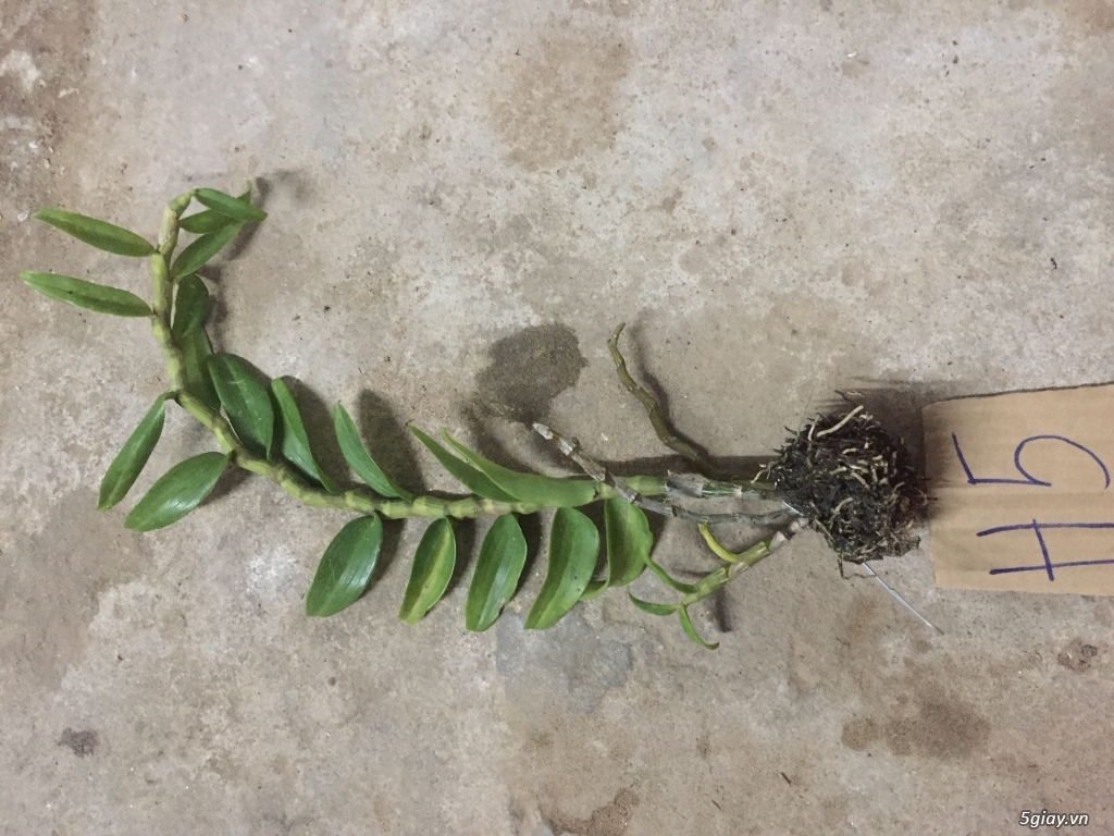 LAN RUNG GO VAP  ( Gia Hac nhieu vung cho anh chi em suu tam ) - 6