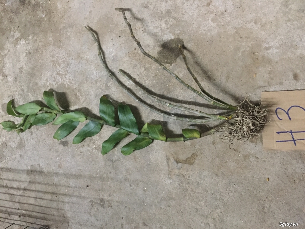 LAN RUNG GO VAP  ( Gia Hac nhieu vung cho anh chi em suu tam ) - 4