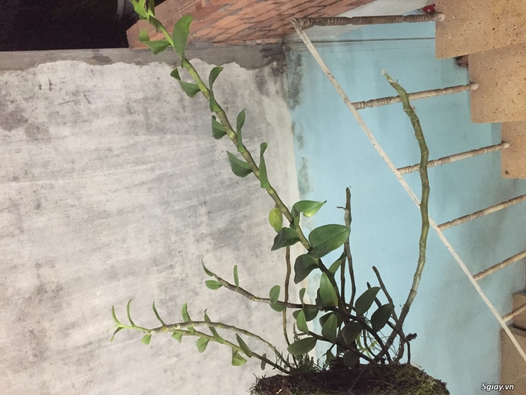 LAN RUNG GO VAP  ( Gia Hac nhieu vung cho anh chi em suu tam ) - 1