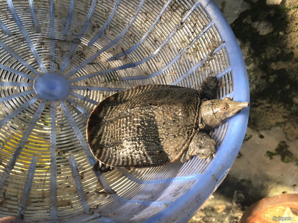 Ba Ba Gai trực tiếp từ Yên Bái - 1