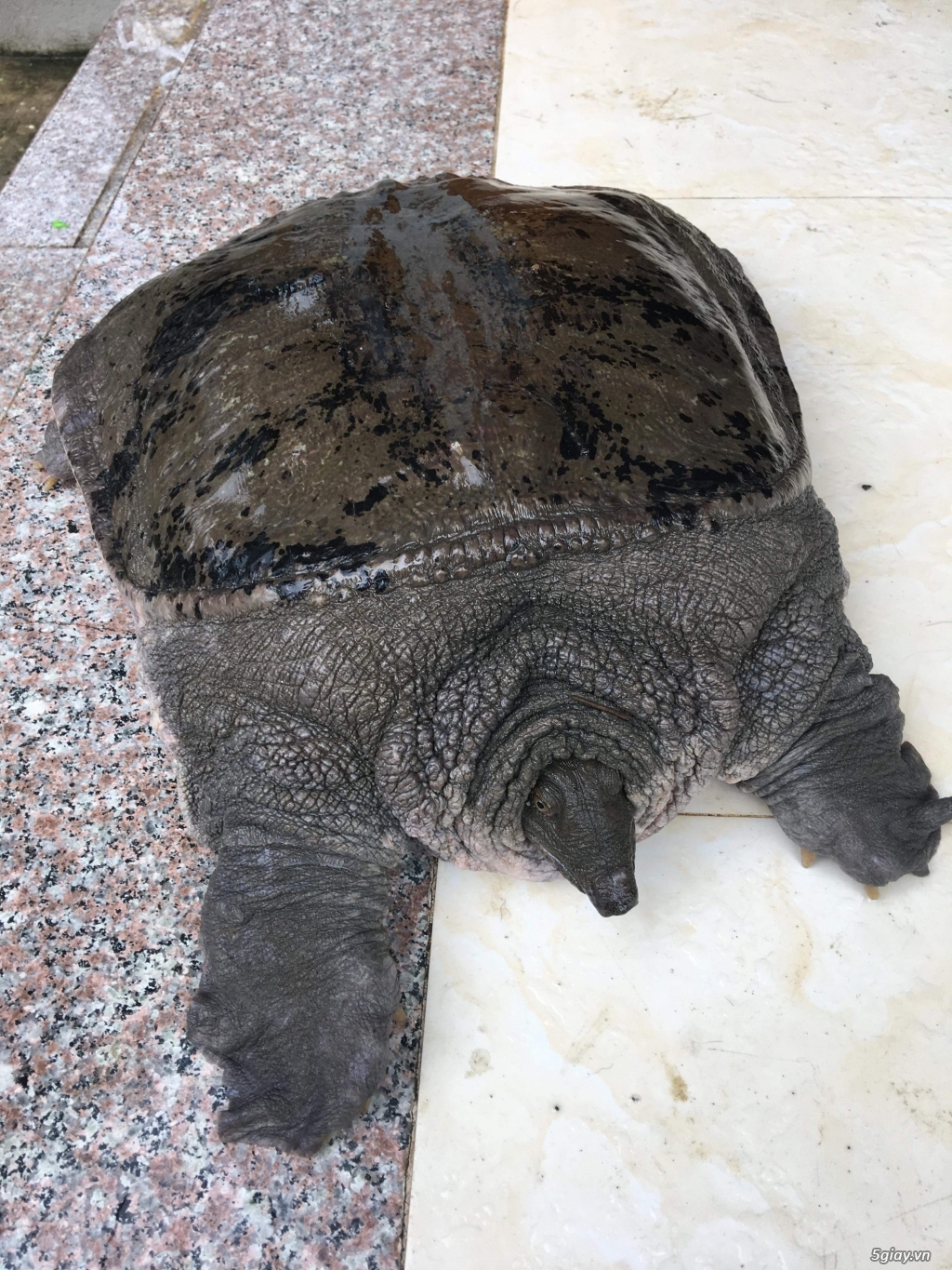 Ba Ba Gai trực tiếp từ Yên Bái