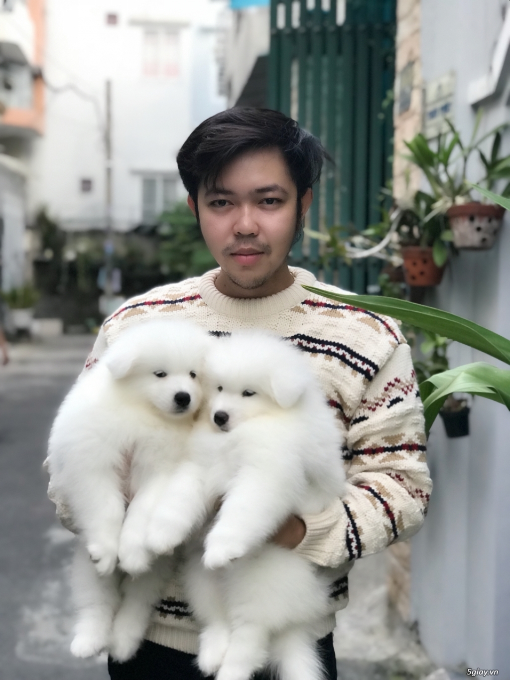 Phối giống chó samoyed - 2