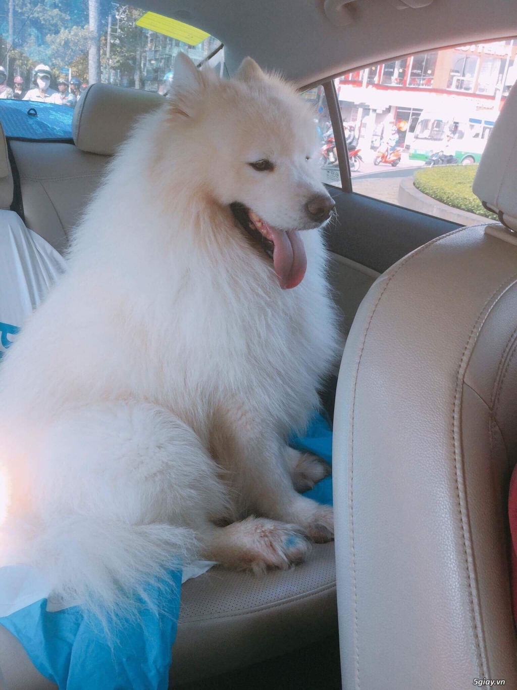 Phối giống chó samoyed