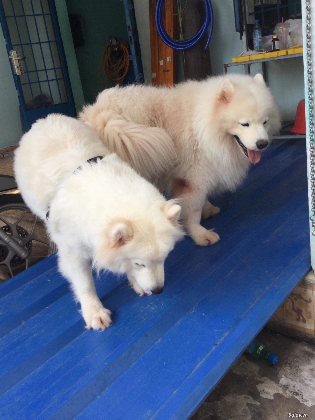 Phối giống chó samoyed - 1