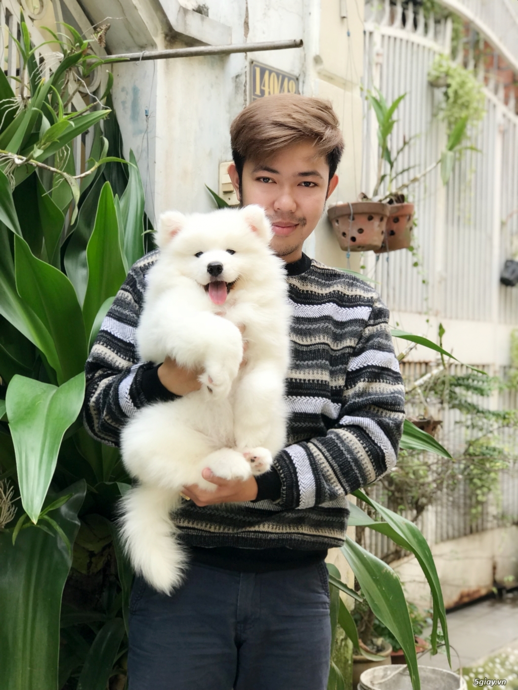 Phối giống chó samoyed - 3