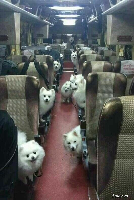 Nói không với thịt chó: Không phải vô lý