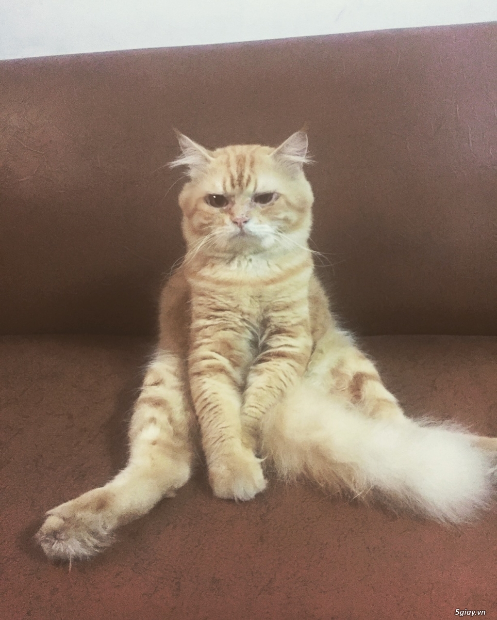 Mèo anh lông dài - 1