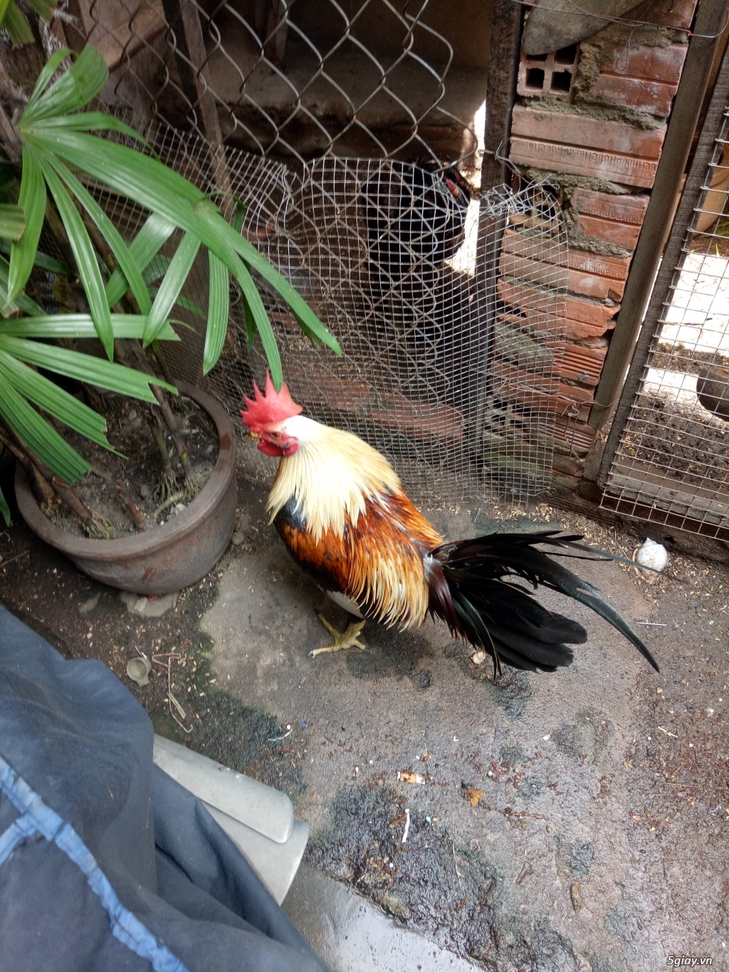 Gà nồi mỹ lai peru - 1
