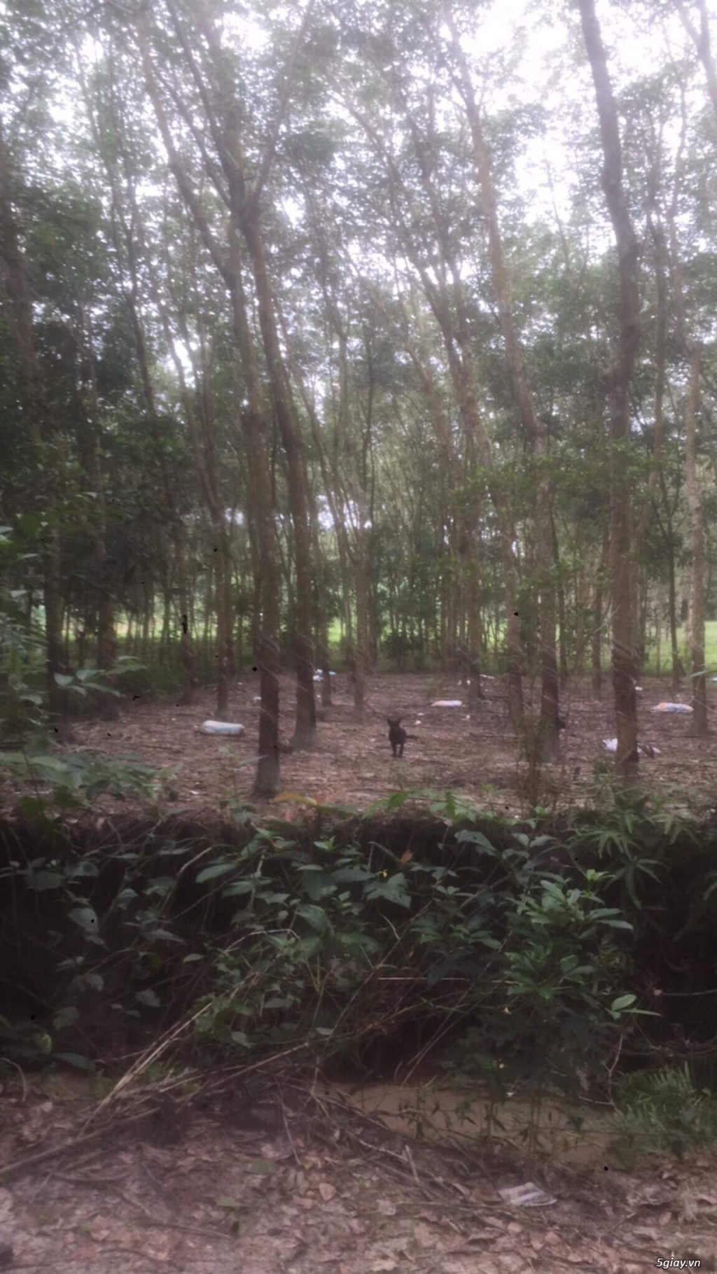 Bán 4 sào cao su đang cạo năm 3, bình phước