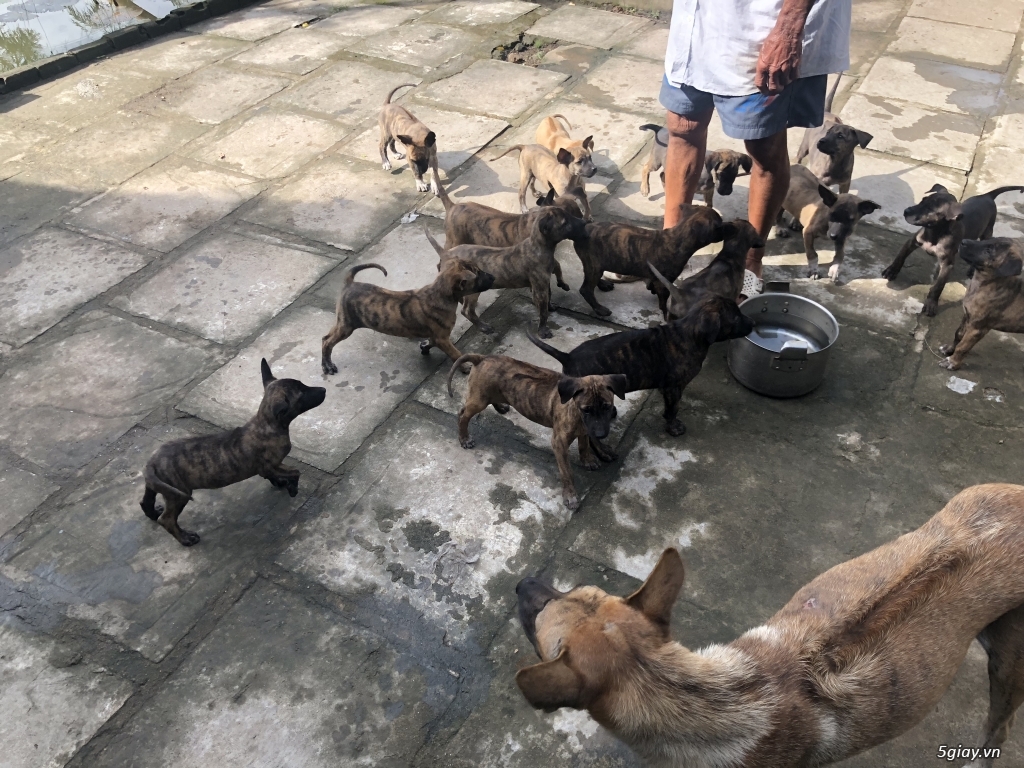 Phú quốc vện xuất chuồng - 3