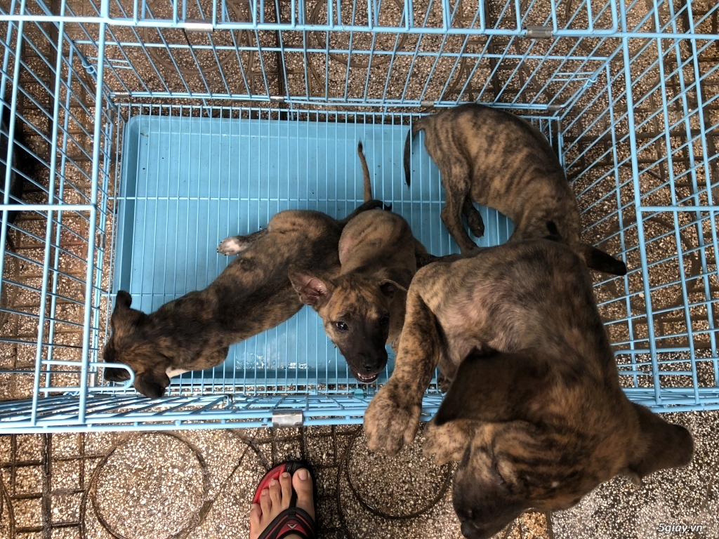 Phú quốc vện xuất chuồng - 4