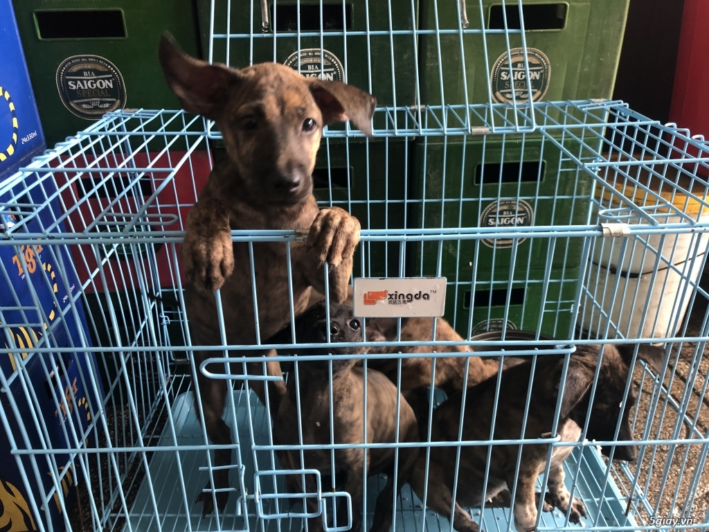 Phú quốc vện xuất chuồng - 2