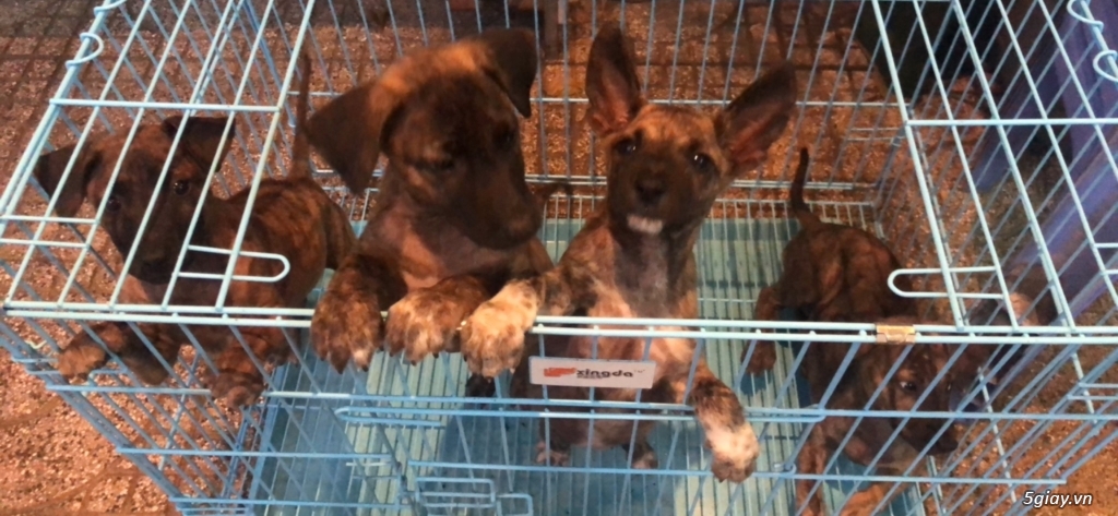 Phú quốc vện xuất chuồng