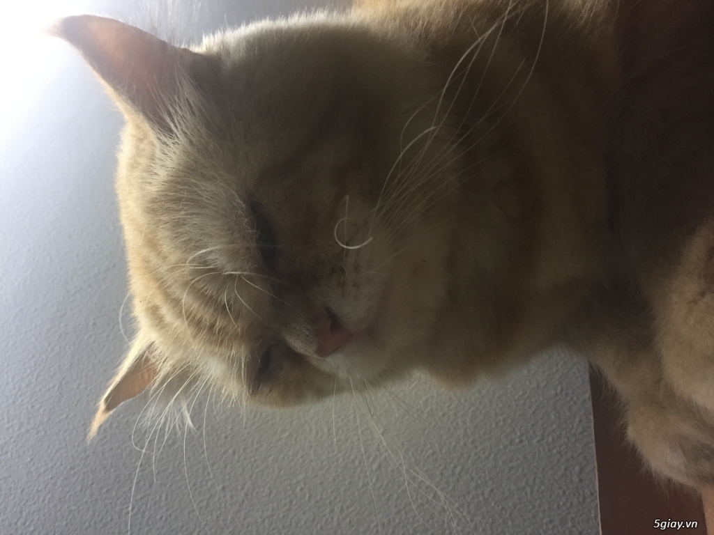 Mèo anh lông dài vàng - 4