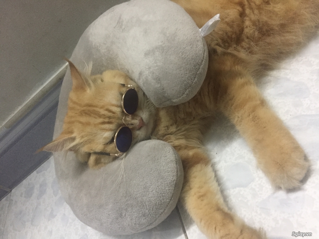 Mèo anh lông dài vàng - 2