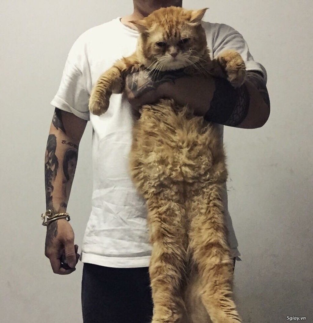 Mèo anh lông dài vàng