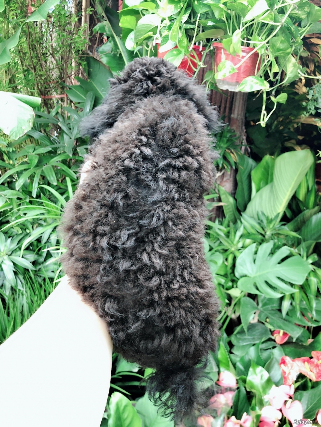 Cần bán bé poodle tiny đen đực 3 tháng - 3