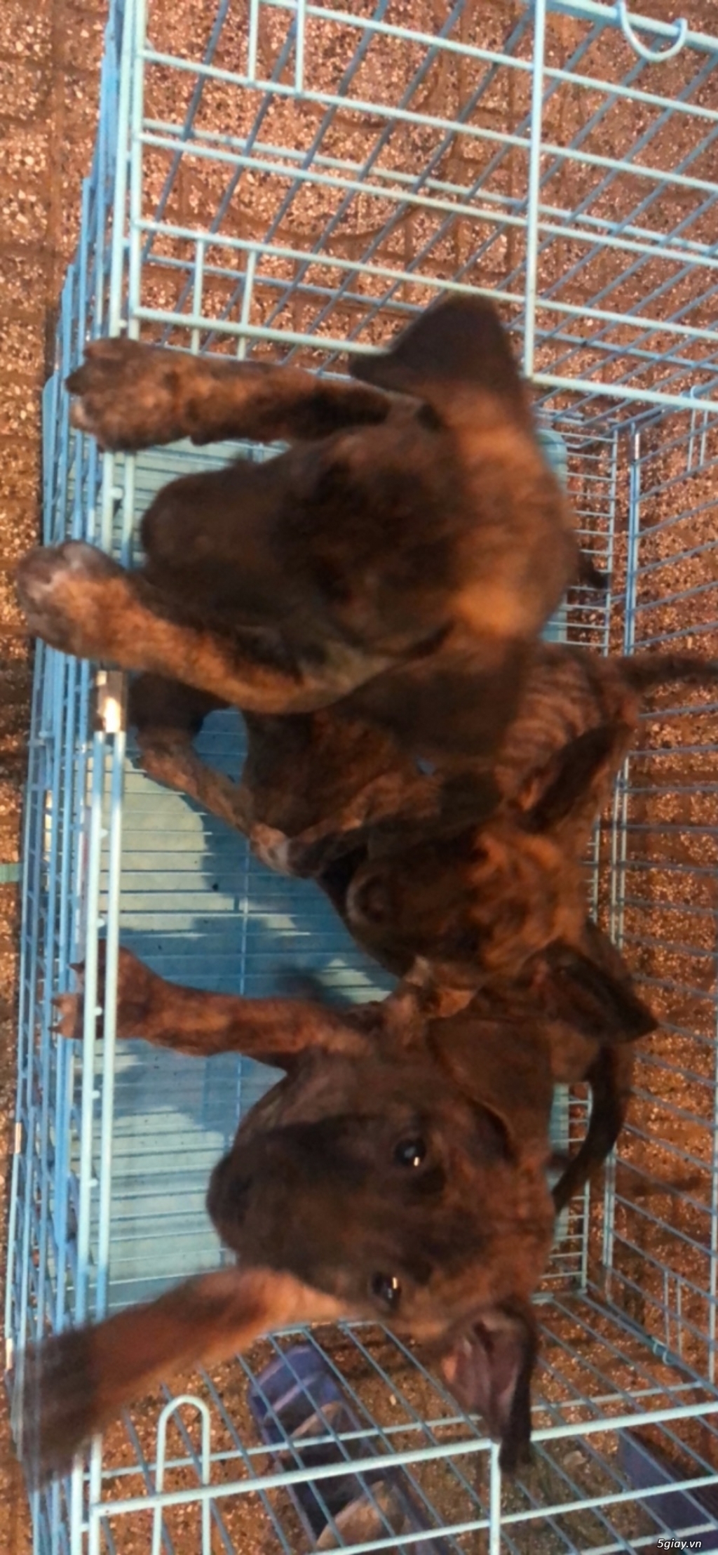 Phú quốc vện đẹp xuất chuồng