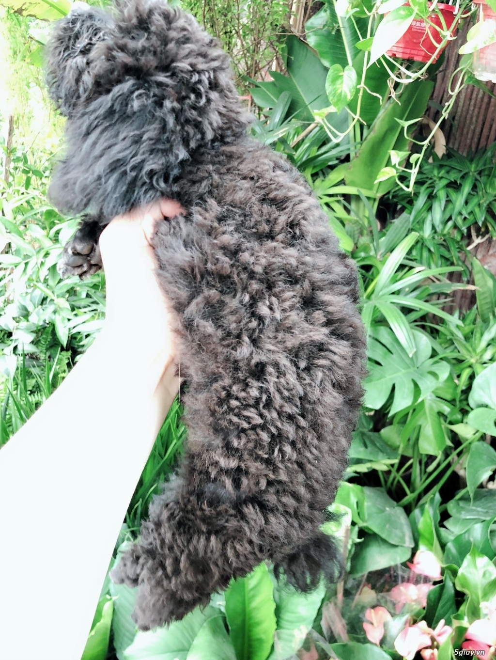 Cần bán bé poodle tiny đen đực 3 tháng - 2