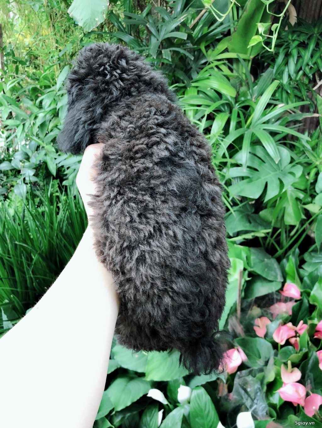 Cần bán bé poodle tiny đen đực 3 tháng - 4
