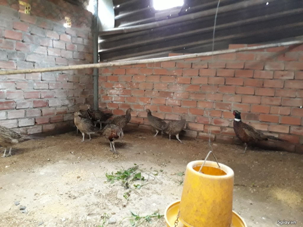 Bán chim trĩ đỏ - 5