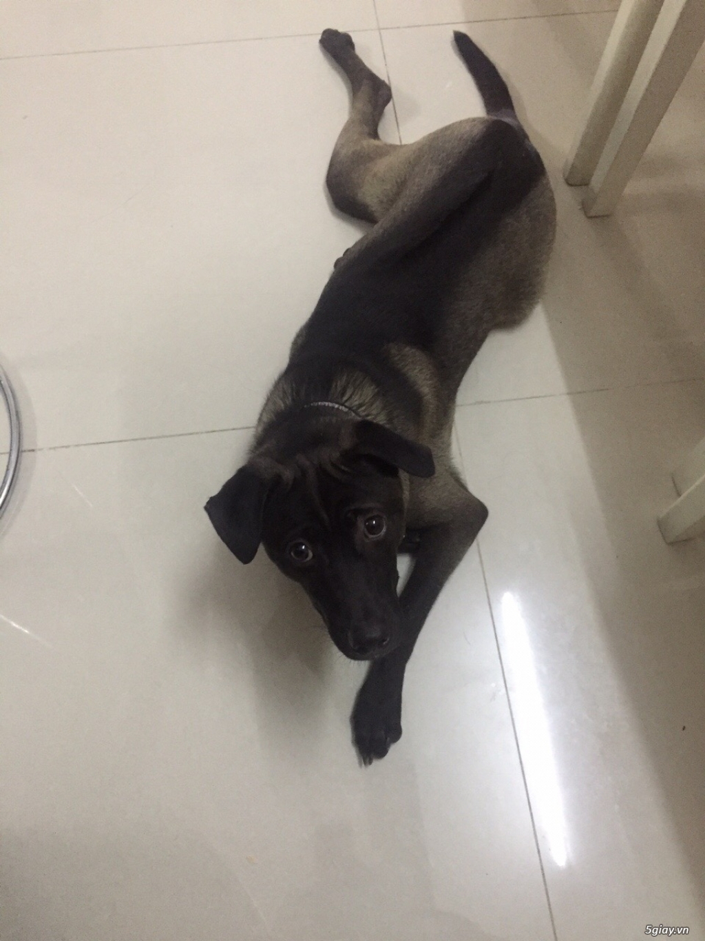 Thú cưng : Tìm chủ mới cho em chó Phú Quốc gần 1 tuổi