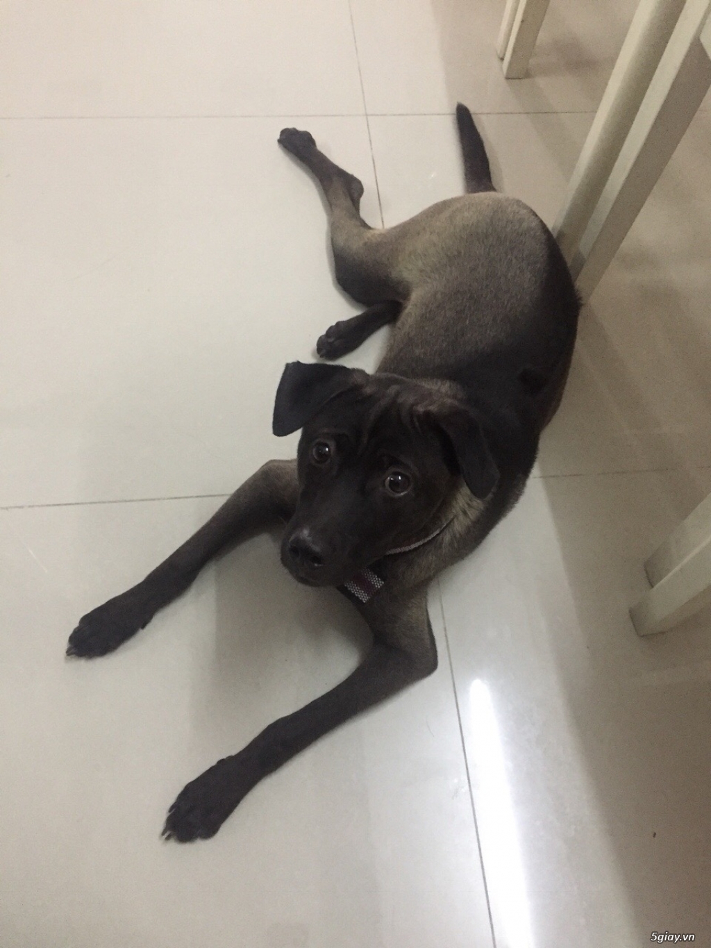 Thú cưng : Tìm chủ mới cho em chó Phú Quốc gần 1 tuổi - 1