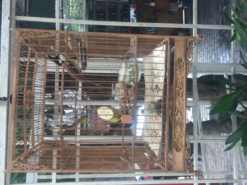 Chào mào siêu lân - 2
