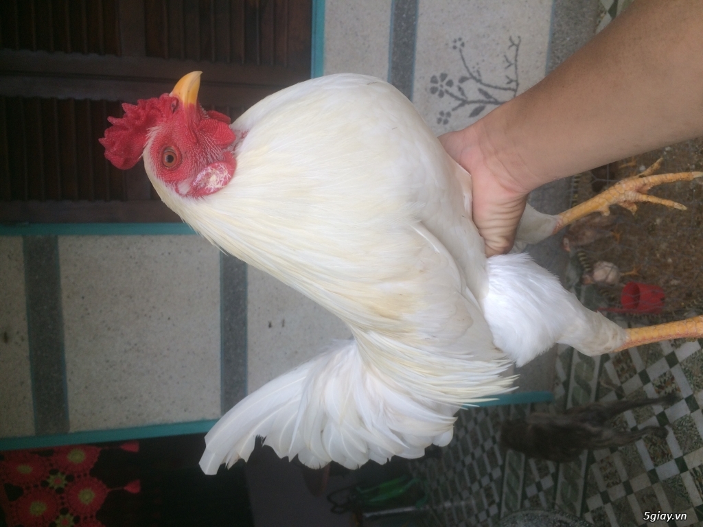 Gà nồi 1kg9 gà zin.bổn đá tiền.