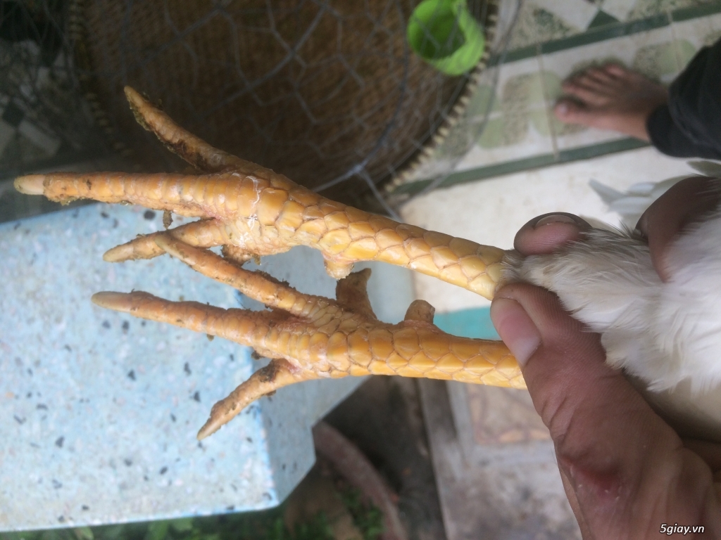 Gà nồi 1kg9 gà zin.bổn đá tiền. - 1