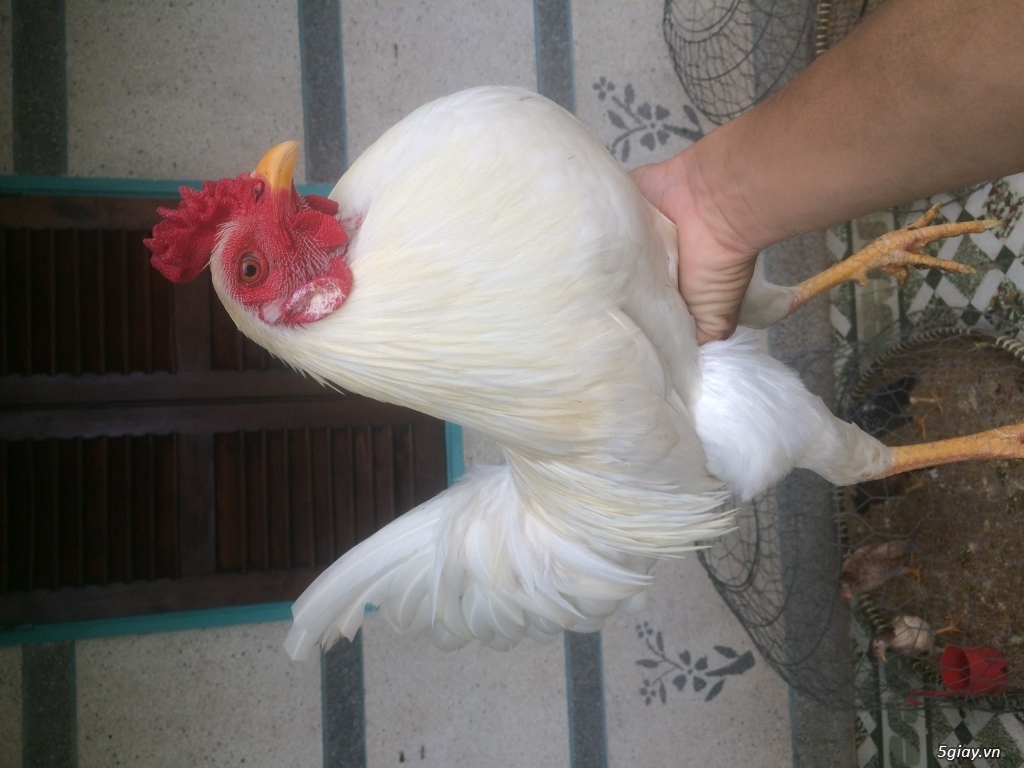 Gà nồi 1kg9 gà zin.bổn đá tiền. - 2