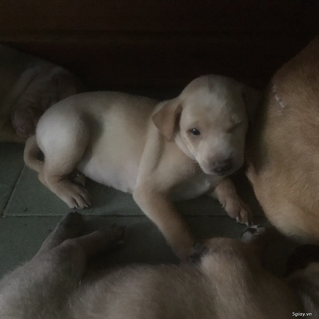 6 bé cún 7 tuần tuổi cần tìm chủ - 4