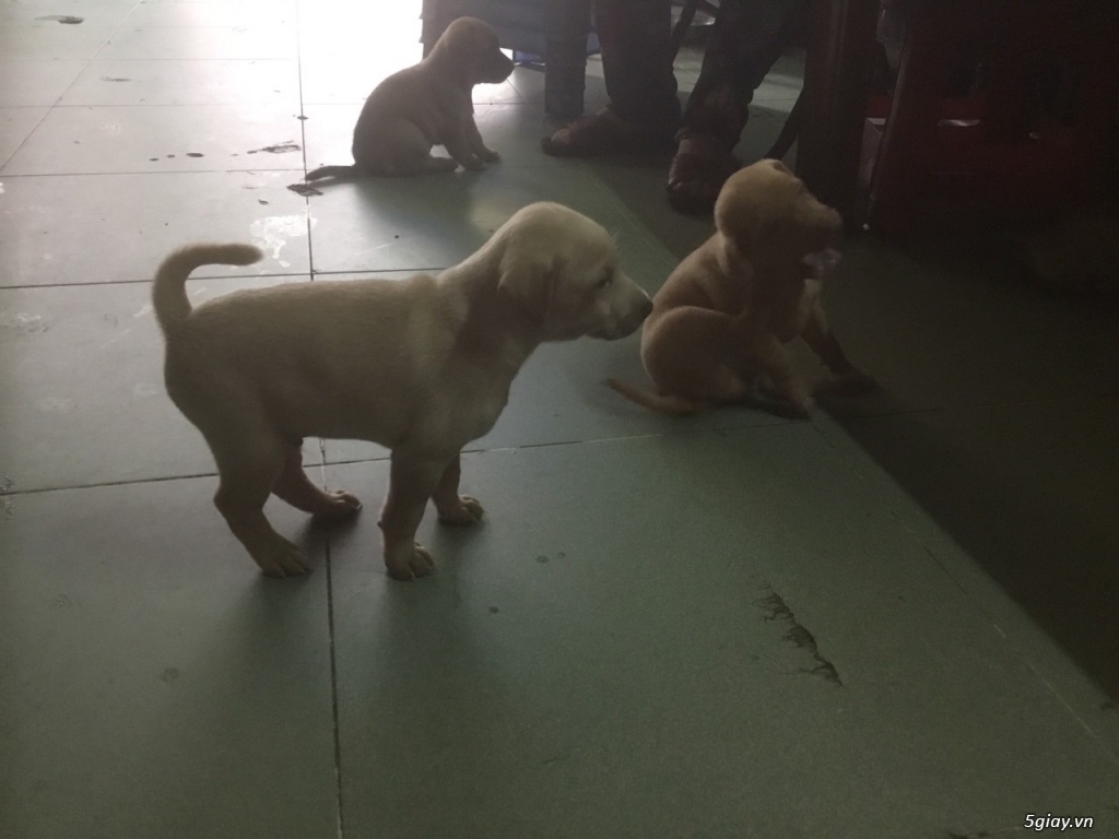 6 bé cún 7 tuần tuổi cần tìm chủ - 1